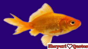 Goldfish Ka Scientific Name