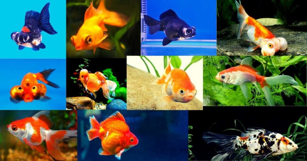 Goldfish ka Scientific Naam Kya hai? ( गोल्डफिश का साइंटिफिक नाम क्या है? ) – [2nd October 2021]